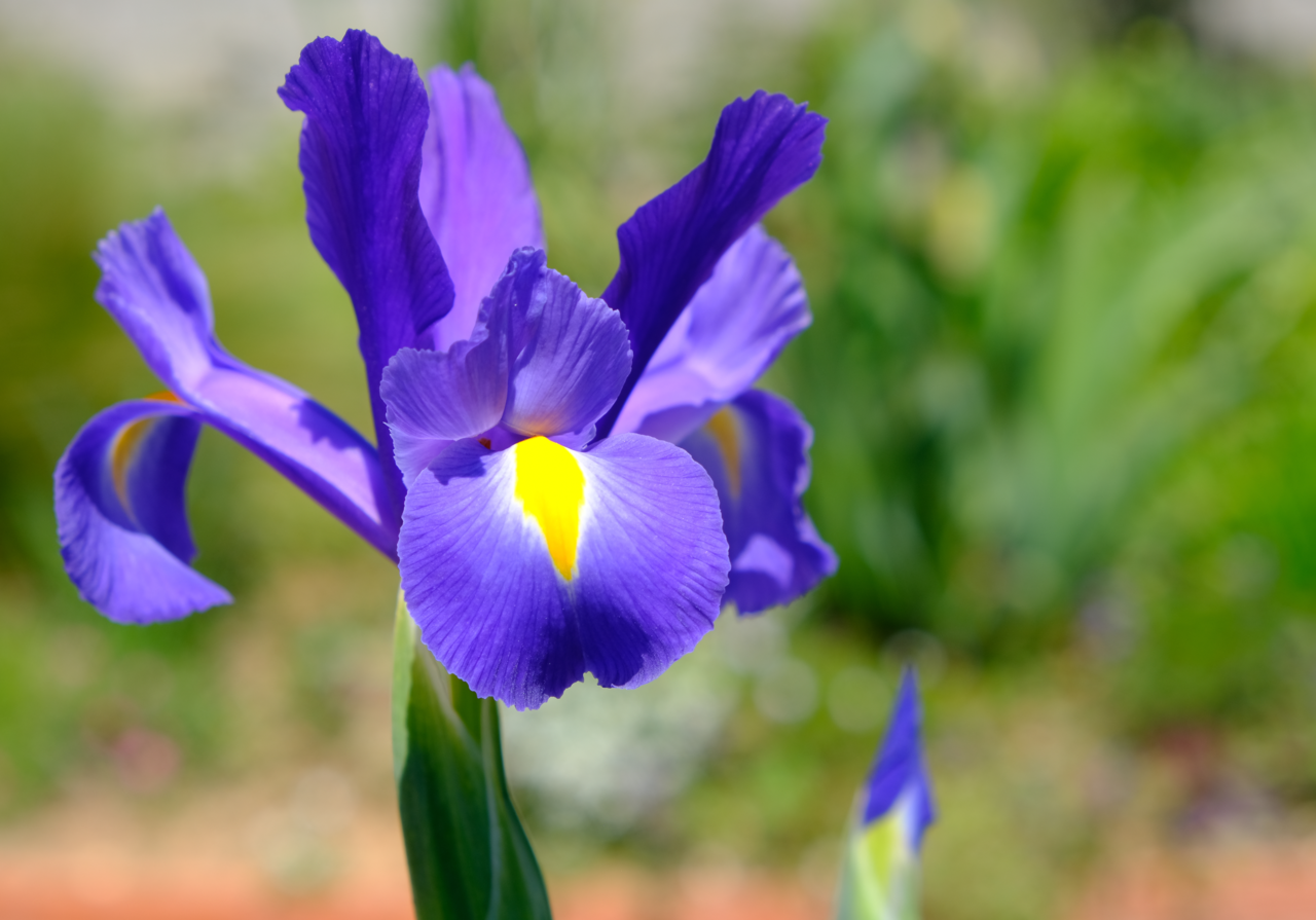 iris
